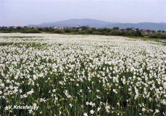 Image - The Narcissus Valley in the Carpathian Biosphere Reserve.